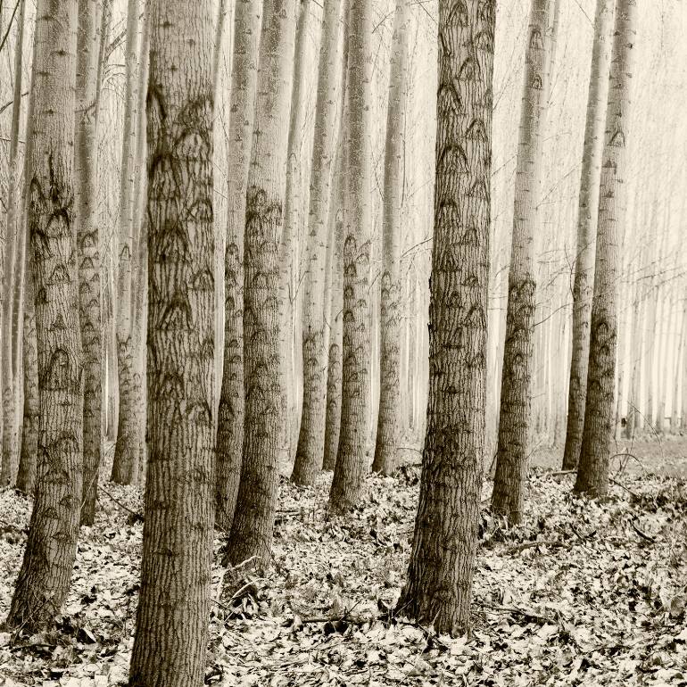 saatchi-art-mc-reardon-trees-art-photography