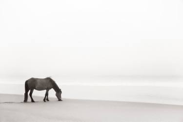 zen peaceful statement monotone photograph of a lone horse on the beach by drew doggett at saatchi art
