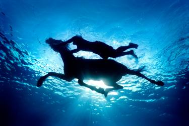 statement underwater art photography by zena holloway at saatchi art