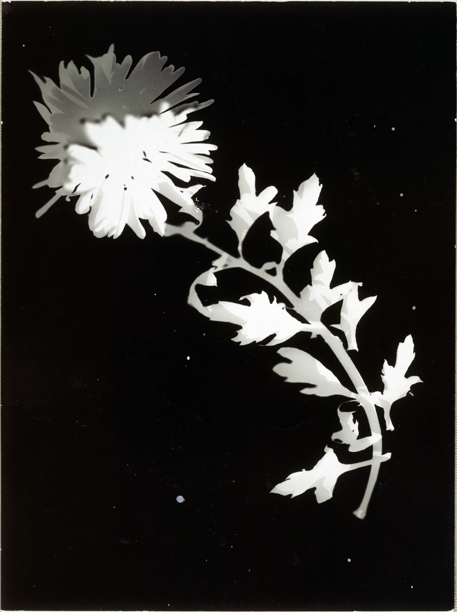 flower-ca-1925-27